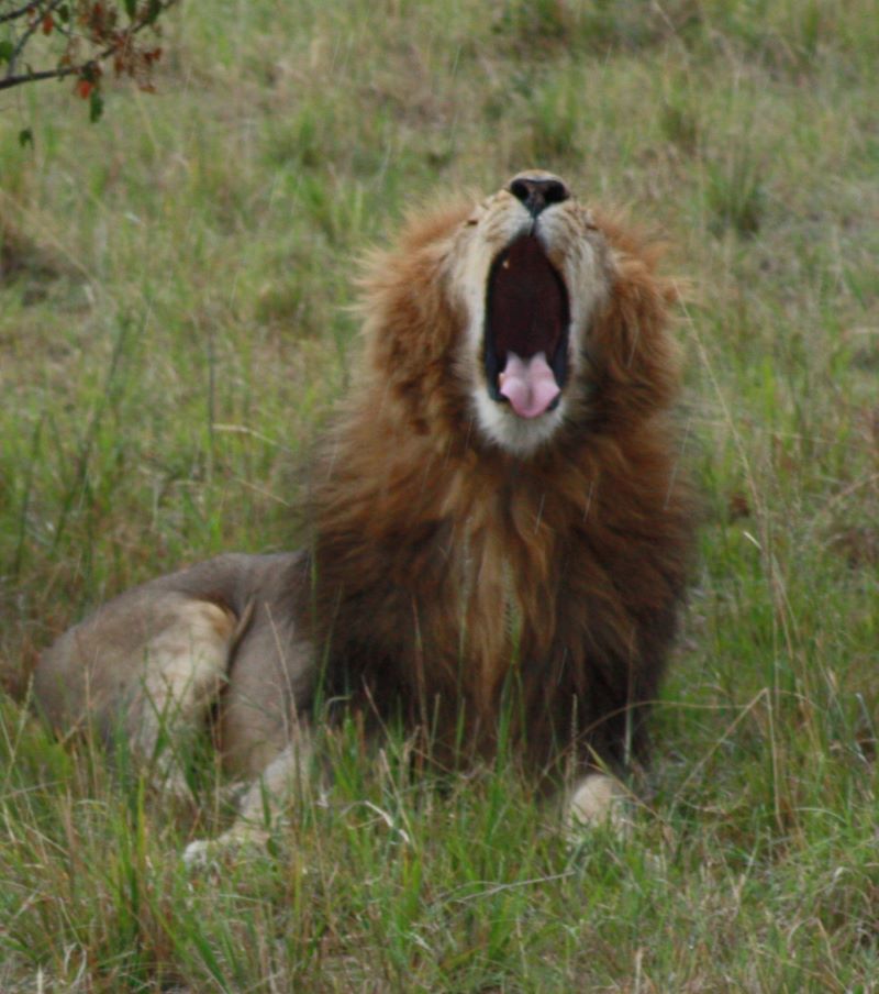 a lion in the mara